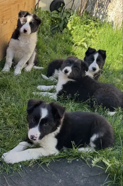 Bordercollie-Welpen