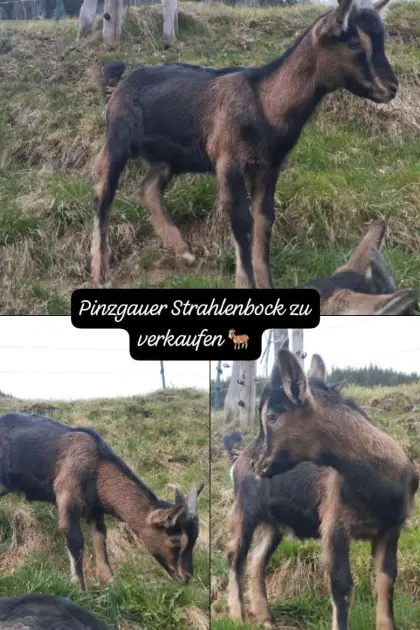 Pinzgauer Strahlenbock