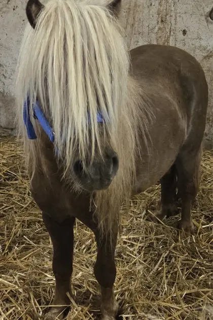 Ponyhengst