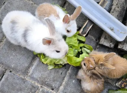 Kaninchen