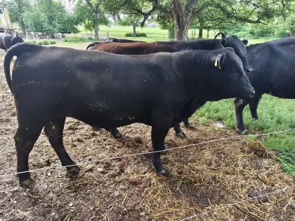 Bio Angus Jungstier