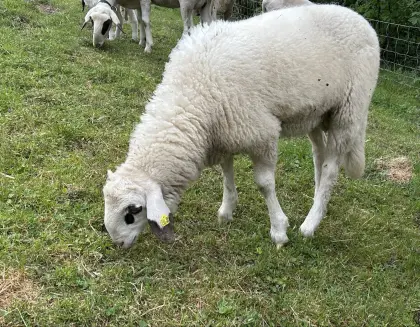 Kärntner Brillenschaf-Widder