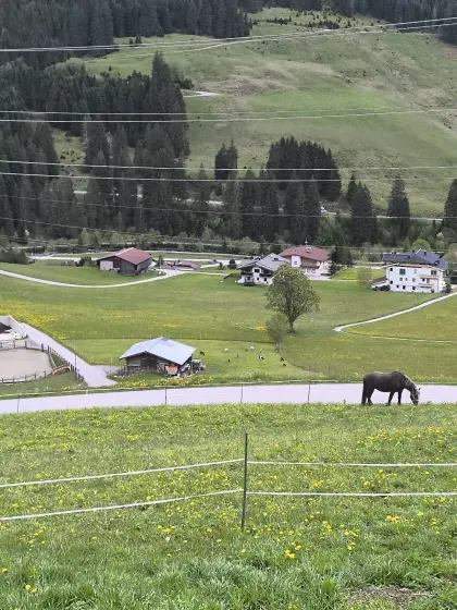 Wiese für Pferde