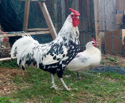 Hamburger Silberlack, Fasanenhühner 1,2 Rarität