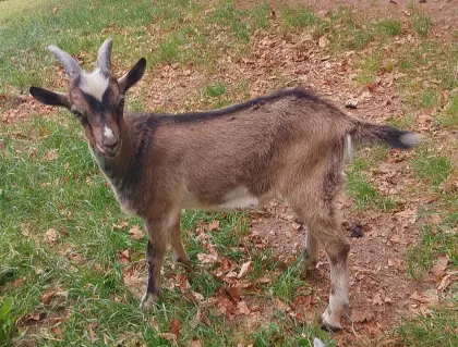 Bockkitz, Jungbock, Ziegenbock