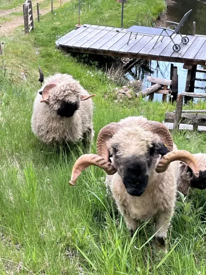 Walliser Schwarznasen-Widder