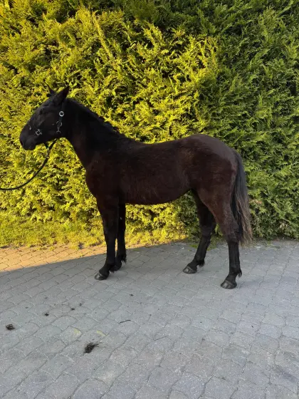 Noriker Pferd