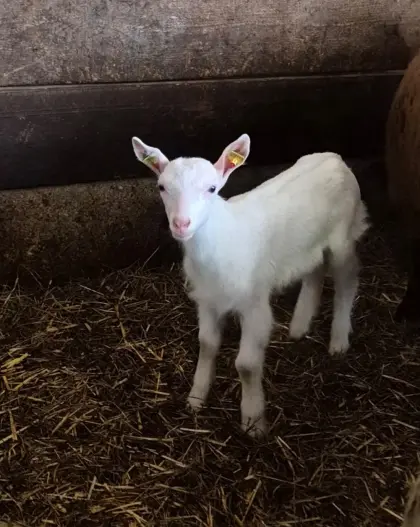 Suche hornloses Kitz oder Lamm für eine Ziege
