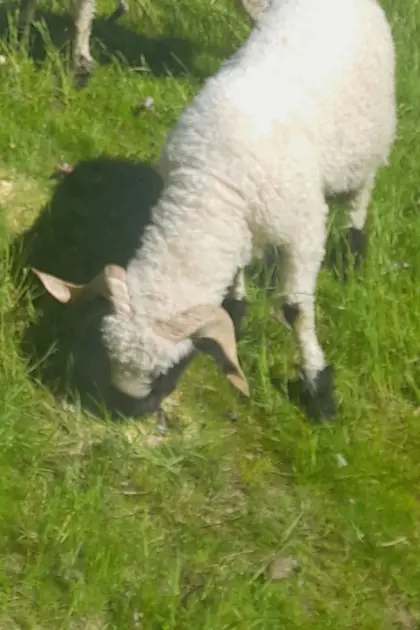 Schaf
