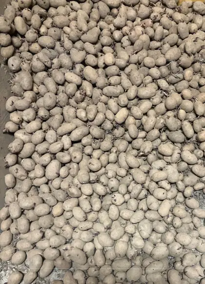 BIO Austria Futtererdäpfel