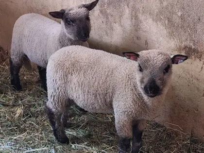 2 x Shropshire-Lämmer, männlich, reinrassig