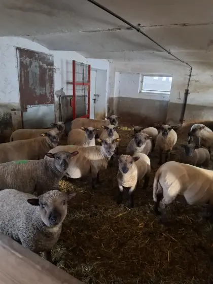 Shropshire Böcke