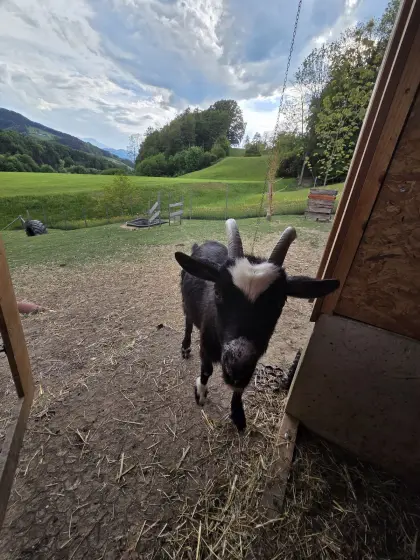 Zwergziegenbock