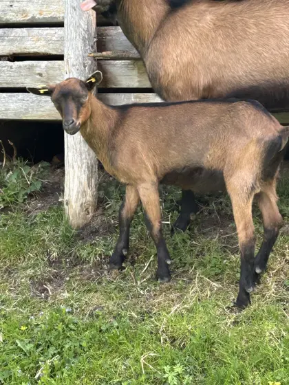 GGZ Jungbock