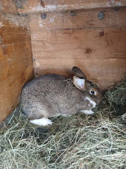 Hasenweibchen