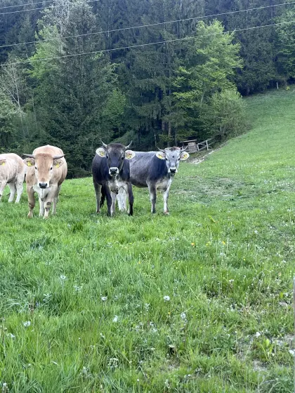 Tiroler Grauvieh Bio