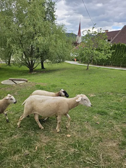Aue Merino-Mutterschaf