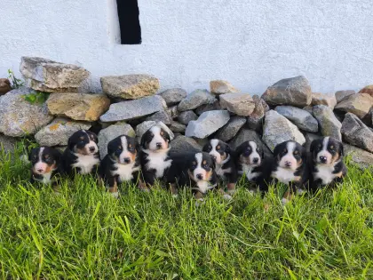 Entlebucher Sennenwelpen