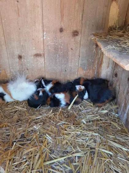 Meerschweinchen