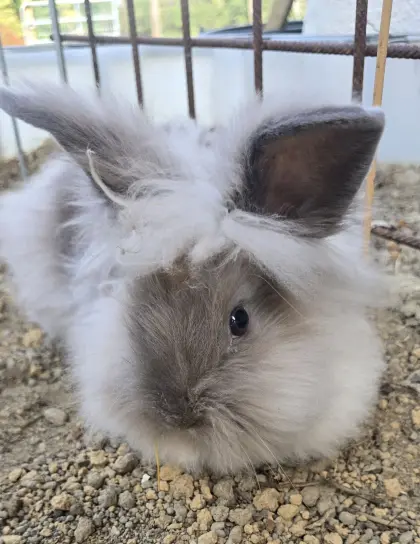 Kaninchen