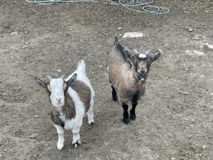 Mini-Zwergziegen, weiblich