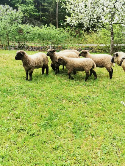 Shropshire