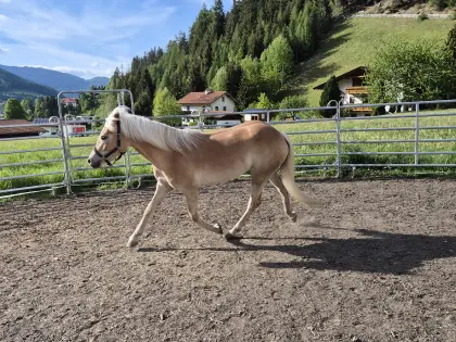 3-jähriger Haflinger