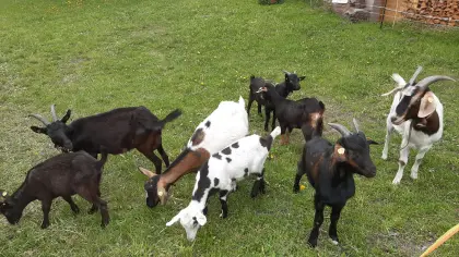 Kleine Ziegenherde günstig abzugeben