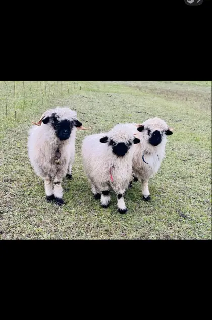 Suche Walliser Schwarznasen Widder zum Ausborgen.