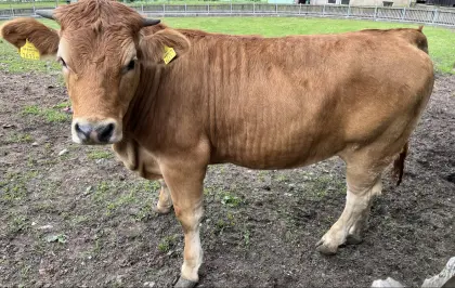 Verkaufe Murbodner Kalbin