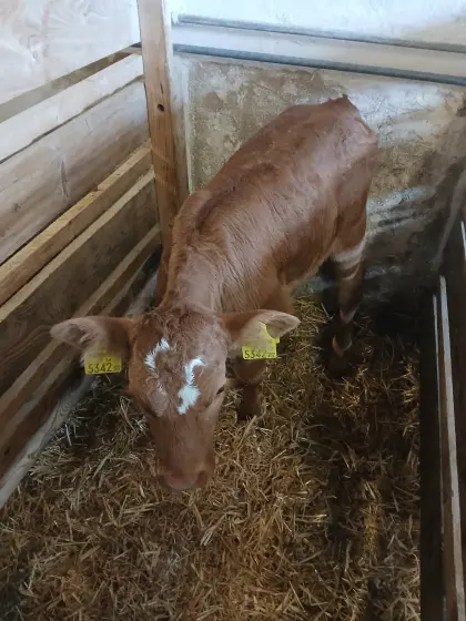 Bio-Kalb, weibl.
