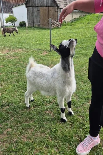 Mini-Zwergziegen