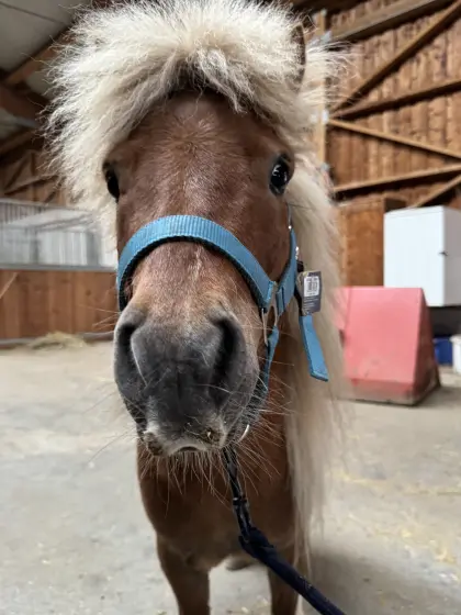 Shetlandpony