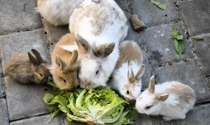 Verschiedene Kaninchen