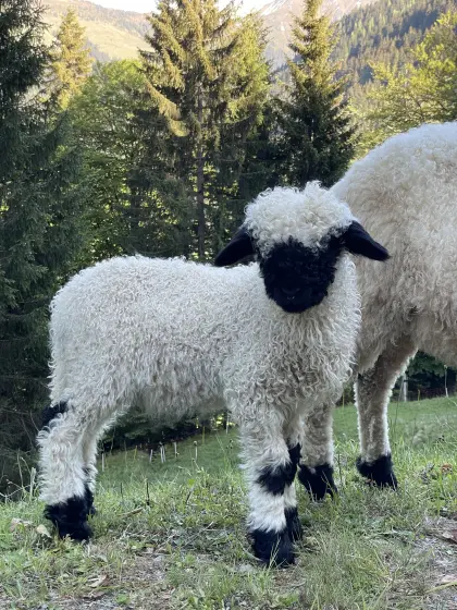 Walliser Schwarznasenschafe