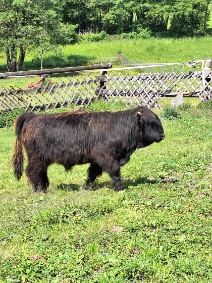 Hochlandrind-Stier, Bio