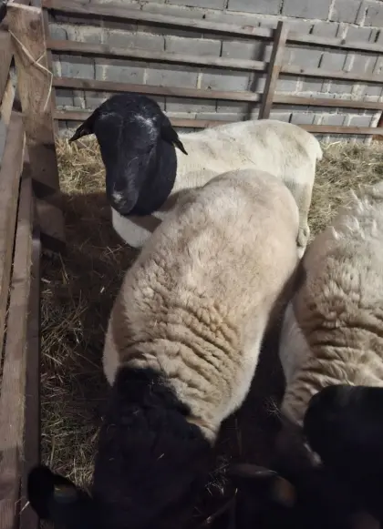 Bio-Dorper-Zuchtbock mit Papieren
