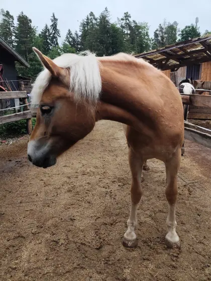 2-jährige Haflinger Stute