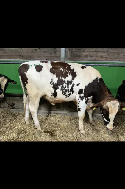 Red Frisian Stier