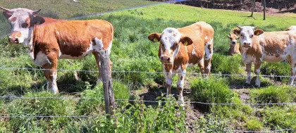 Bio-Kalbinnen