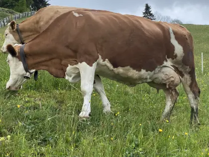 Fleckviehkuh
