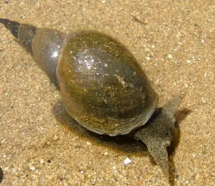 Spitzschlammschnecken, Wasserschnecken, Schnecken für Teich SB