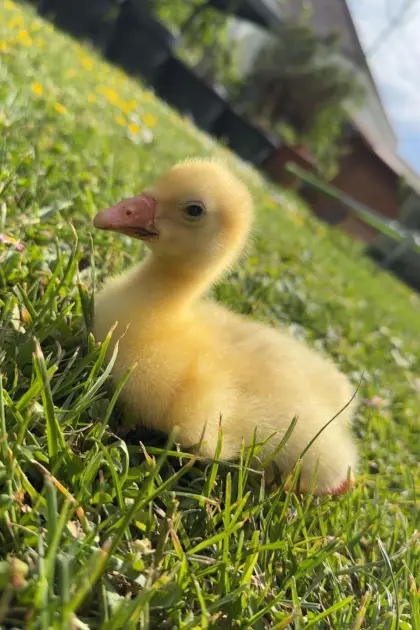 Mehrere Gänseküken zu verkaufen, Gänse, Küken, Gans