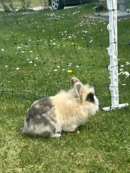 Zwergkaninchen-Pärchen