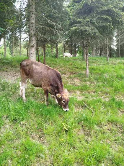 Zwerg Zebu