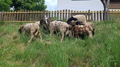 Tscheggen
