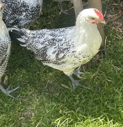 Ostfriesischer Möwenhahn