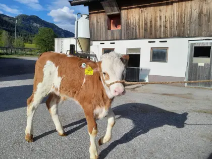 Fleckvieh-Zuchtstierkalb