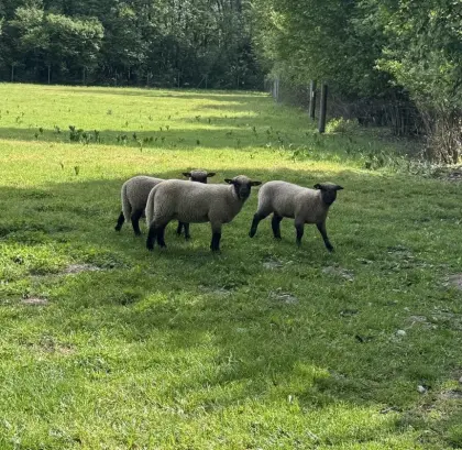 Shropshire Lämmer