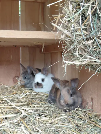 Kaninchen